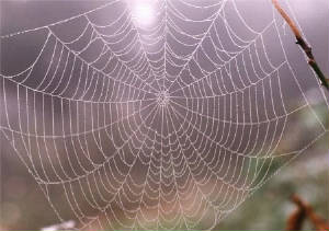 spiderweb2.jpg